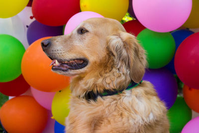 Dog with multi colored balloons