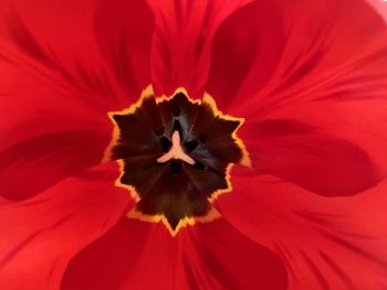 Close-up of red flower