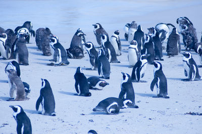 Flock of birds on beach during winter