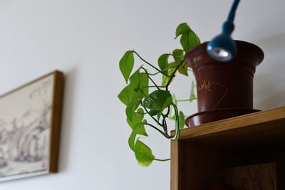 Close-up of potted plant on table at home