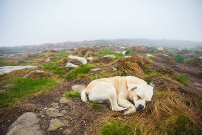 Dog on rock