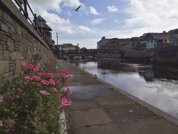 Flowers in city against sky