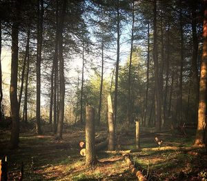 Trees in forest