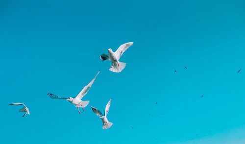 Low angle view of seagulls flying over sea