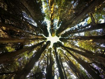 Low angle view of tree