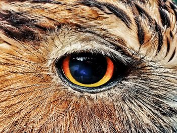 Close-up portrait of owl