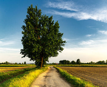 Summer countryside