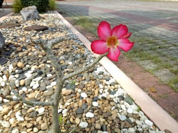 Close-up of pink flower on retaining wall