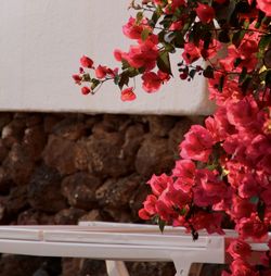 Close-up of pink flowering plant against wall