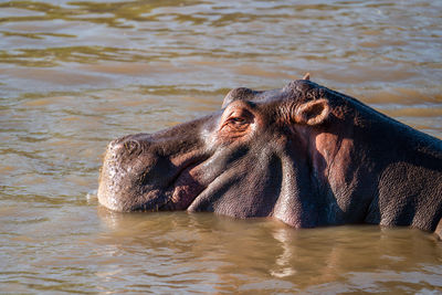The common hippopotamus  hippo lying in water