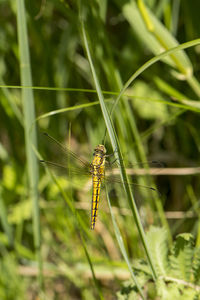 Close-up of dragonfly on plant