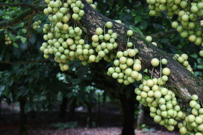 Close-up of grapes in vineyard