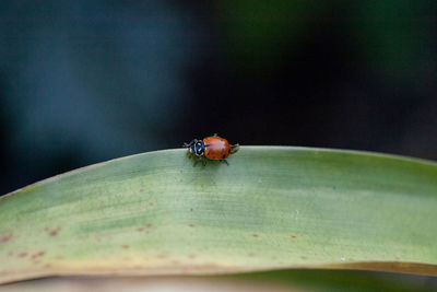 Close-up of fly