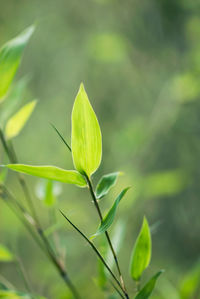 Close-up of green plant