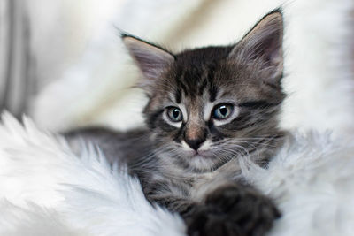 Close-up portrait of a cat