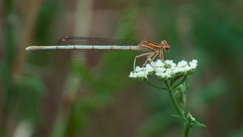 Close-up of dragonfly on plant