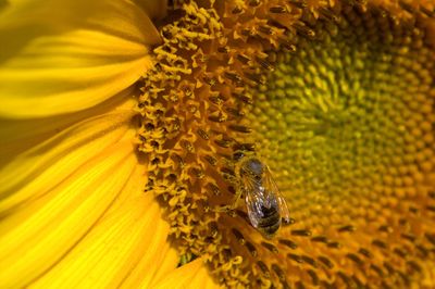 Close-up of honey bee on sunflower