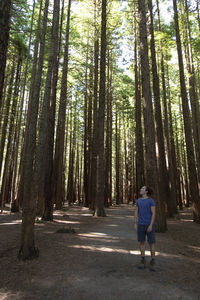 Rear view of man walking amidst trees in forest