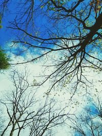 Low angle view of bare tree against blue sky
