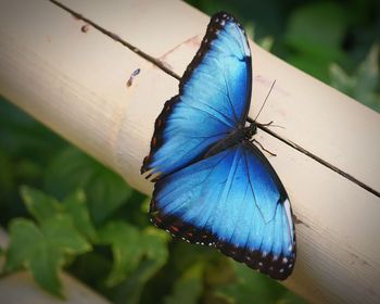 Close-up of butterfly