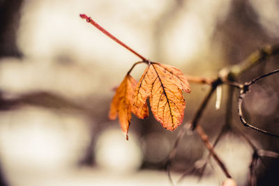 Close-up of dry leaves on branch