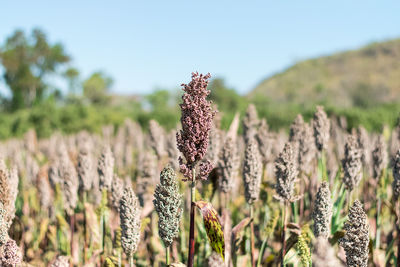 Close-up of flowering plants on land
