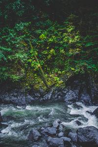 Scenic view of river flowing in forest