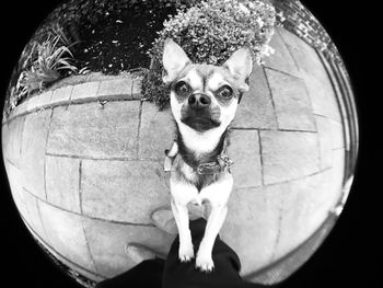 Portrait of dog sitting on floor