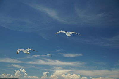 Low angle view of seagulls flying in sky