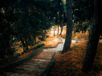 Trees in forest during autumn