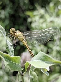 Close-up of dragonfly on plant