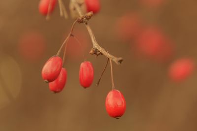 Close-up of red berries hanging outdoors