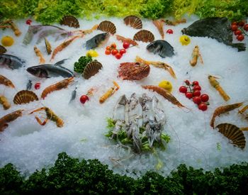 High angle view of fish on ice