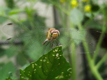 Close-up of butterfly on leaf
