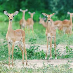 View of deer on field