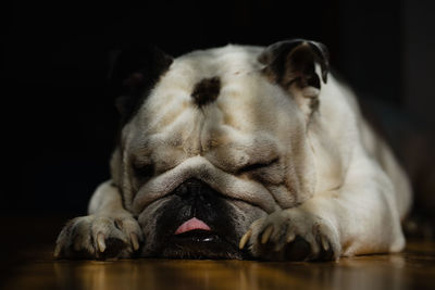 Close-up of dog sleeping on floor