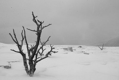 Bare tree on snow covered land against sky