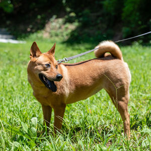 View of a dog on field