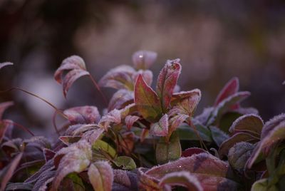 Close-up of red leaves on plant