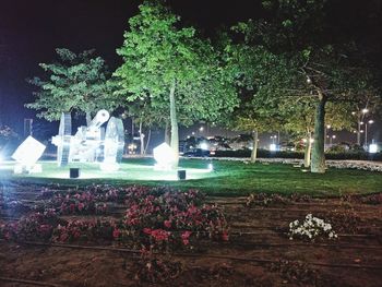 Flowering plants in park at night