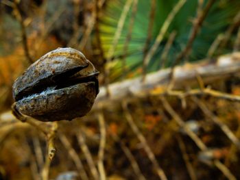 Close-up of dry seed pod