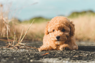 Brown poodle dog resting on the floor