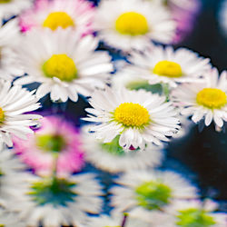 Close-up of white daisy flowers