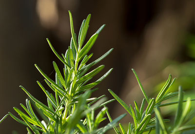 Close-up of plant