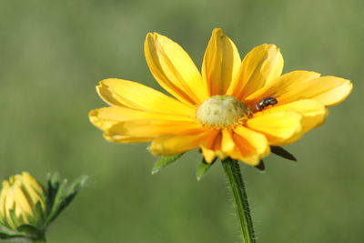 Close-up of housefly on yellow flower