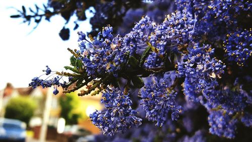 Close-up of purple flowers