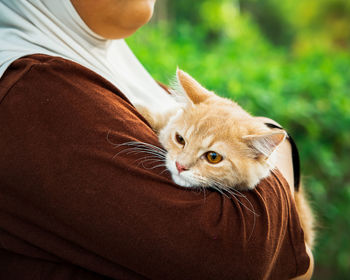 A cute maincoon munchkin cat kitten enjoys being in girls arms. enjoying outdoor.