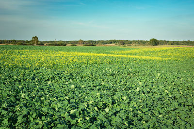 Huge beetroot field, horizon and blue sky, rural view