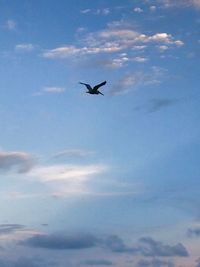 Low angle view of bird flying in sky