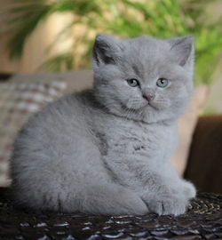 Close-up portrait of cat